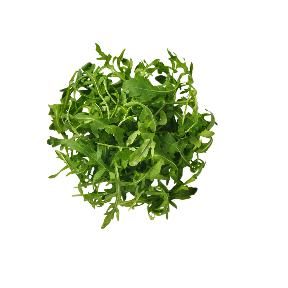 Ruccola