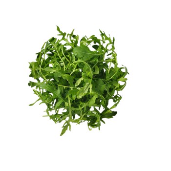 Ruccola