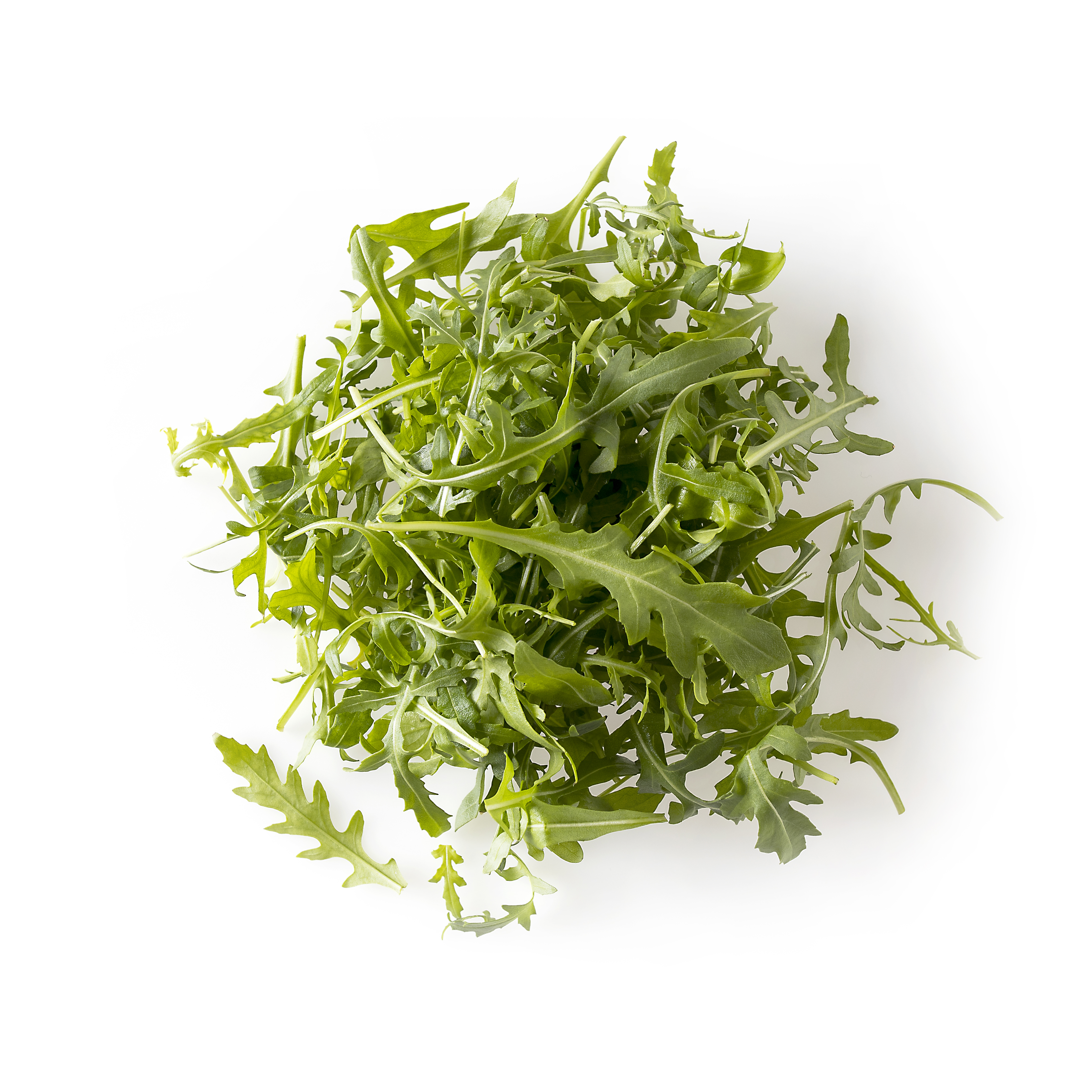 Ruccola