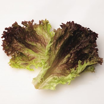 Lollo rosso - Hela blad