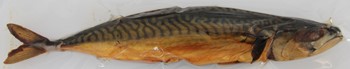 Varmrökt Makrill med ben