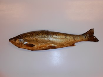 Varmrökt Lax med ben